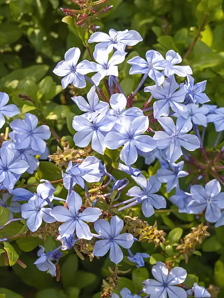 428237 - Cape leadwort (Plumbago auriculata)