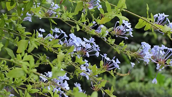 498354 - Cape leadwort (Plumbago auriculata)