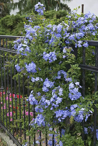 597001 - Cape leadwort (Plumbago auriculata)