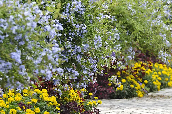 487081 - Cape leadwort (Plumbago auriculata) and marigolds (Tagetes)