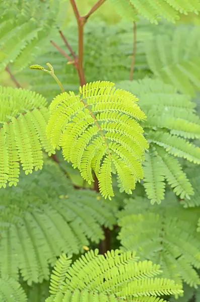 536169 - Cape Leeuwin wattle (Paraserianthes lophantha syn. Albizia lophantha)