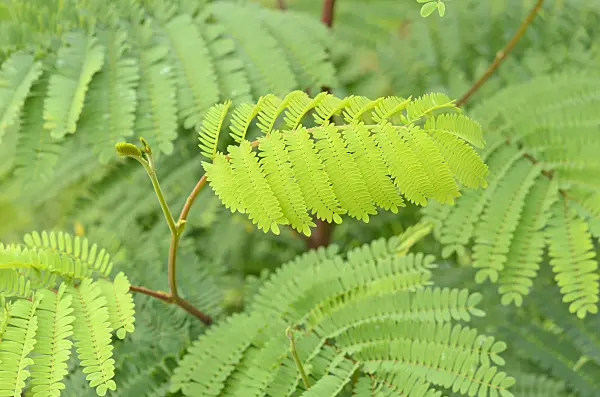 536170 - Cape Leeuwin wattle (Paraserianthes lophantha syn. Albizia lophantha)
