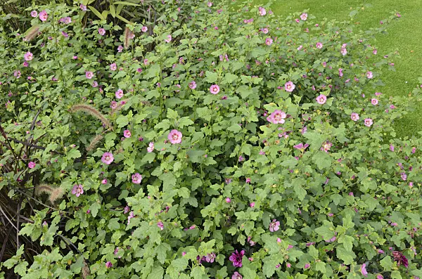 525048 - Cape mallow (Anisodontea)