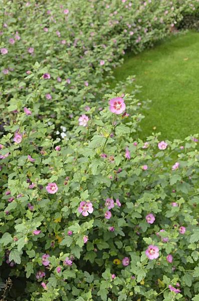525051 - Cape mallow (Anisodontea)