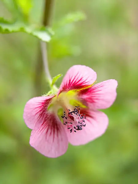 426318 - Cape mallow (Anisodontea capensis)