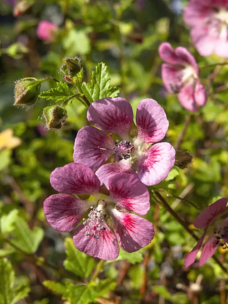436073 - Cape mallow (Anisodontea capensis)