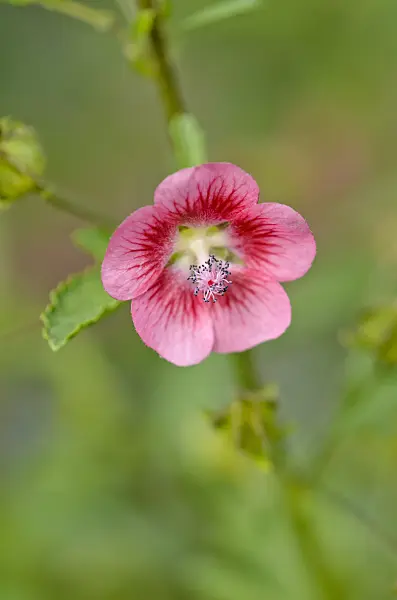 523263 - Cape mallow (Anisodontea capensis)