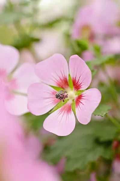 474198 - Cape mallow (Anisodontea capensis 'Lady in Pink')