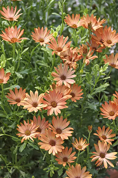 517091 - Cape marguerite (Osteospermum ecklonis 'Dalina Tosca' syn. Dimorphotheca ecklonis 'Dalina Tosca')