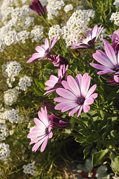 476240 - Cape marguerite (Osteospermum ecklonis 'Jamboana Light Purple' syn. Dimorphotheca ecklonis 'Jamboana Light Purple') and sweet alyssum (Lobularia maritima 'Snow Princess')