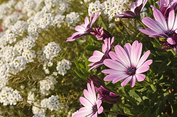 476241 - Cape marguerite (Osteospermum ecklonis 'Jamboana Light Purple' syn. Dimorphotheca ecklonis 'Jamboana Light Purple') and sweet alyssum (Lobularia maritima 'Snow Princess')