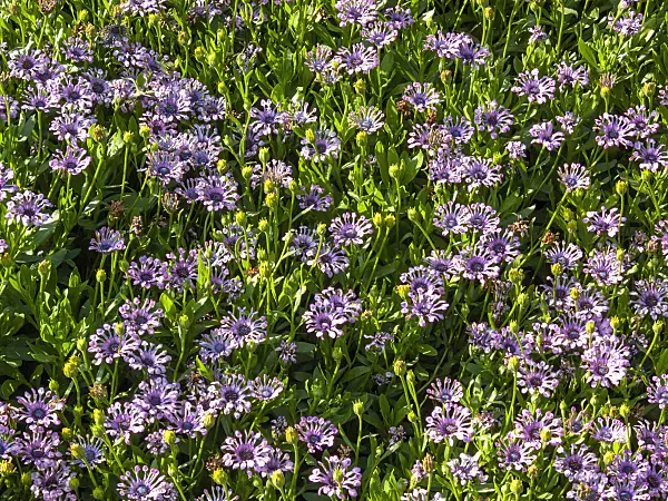 416055 - Cape marguerite (Osteospermum ecklonis 'Nasinga Purple' syn. Dimorphotheca ecklonis 'Nasinga Purple')