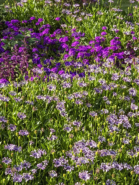 416056 - Cape marguerite (Osteospermum ecklonis 'Nasinga Purple' syn. Dimorphotheca ecklonis 'Nasinga Purple')