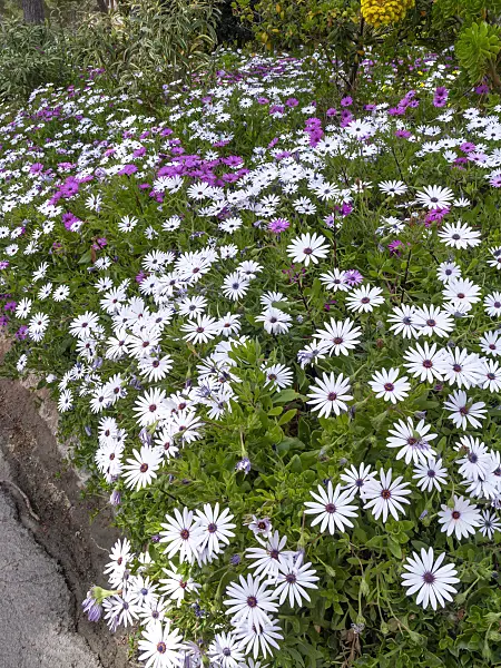 424059 - Cape marguerite (Osteospermum ecklonis syn. Dimorphotheca ecklonis)