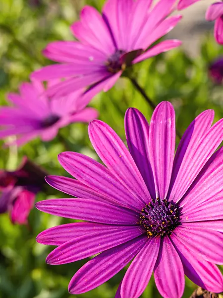 430140 - Cape marguerite (Osteospermum ecklonis syn. Dimorphotheca ecklonis)