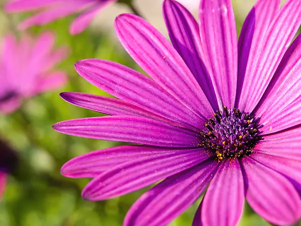 430141 - Cape marguerite (Osteospermum ecklonis syn. Dimorphotheca ecklonis)