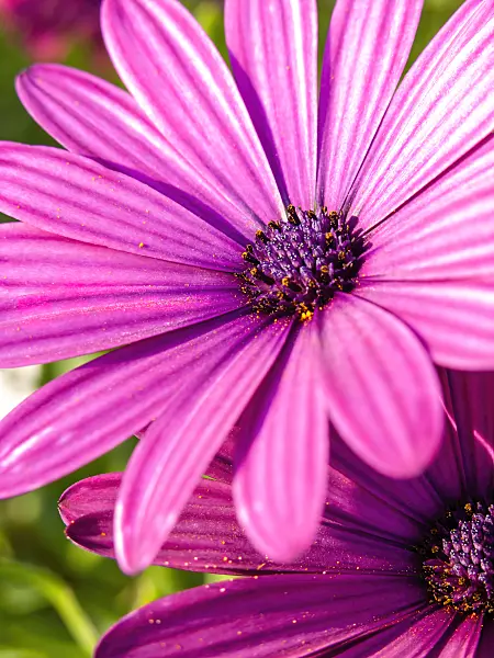 430142 - Cape marguerite (Osteospermum ecklonis syn. Dimorphotheca ecklonis)