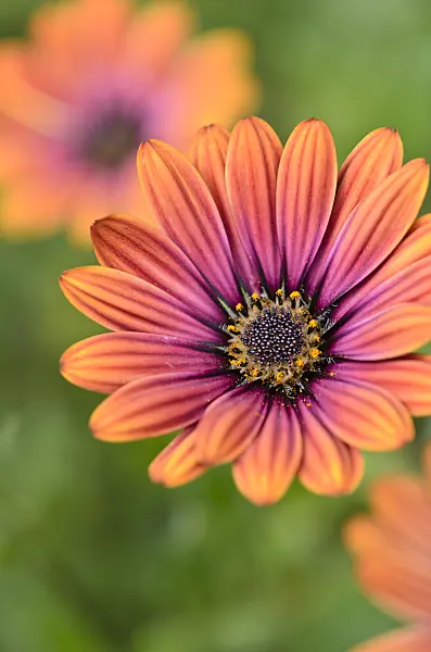 523264 - Cape marguerite (Osteospermum ecklonis syn. Dimorphotheca ecklonis)