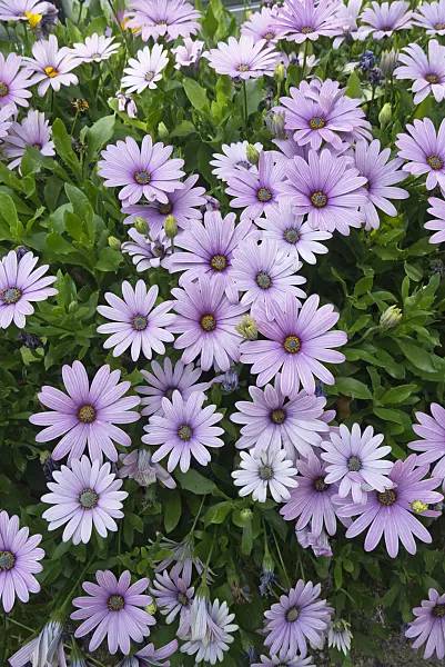 609009 - Cape marguerite (Osteospermum ecklonis syn. Dimorphotheca ecklonis)