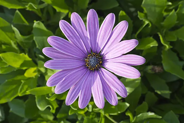 609024 - Cape marguerite (Osteospermum ecklonis syn. Dimorphotheca ecklonis)