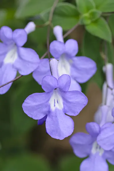 476276 - Cape primrose (Streptocarpus)