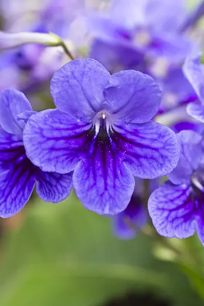 512024 - Cape primrose (Streptocarpus)