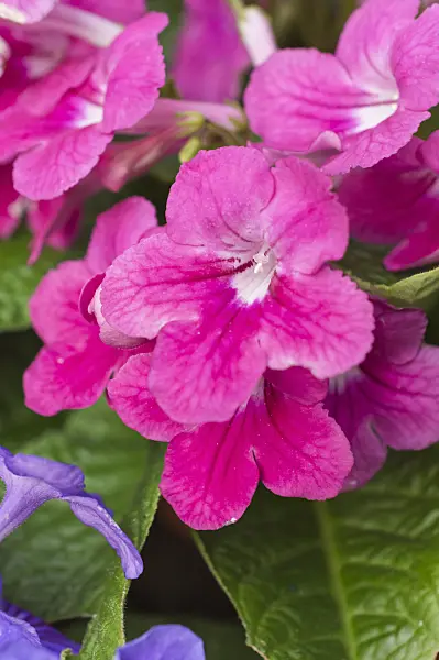 512036 - Cape primrose (Streptocarpus)
