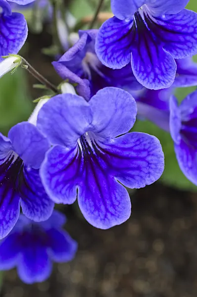512042 - Cape primrose (Streptocarpus)