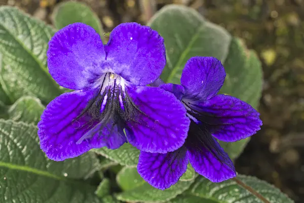 608001 - Cape primrose (Streptocarpus)