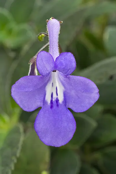 608023 - Cape primrose (Streptocarpus)