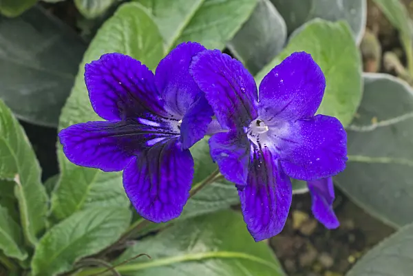 609061 - Cape primrose (Streptocarpus)