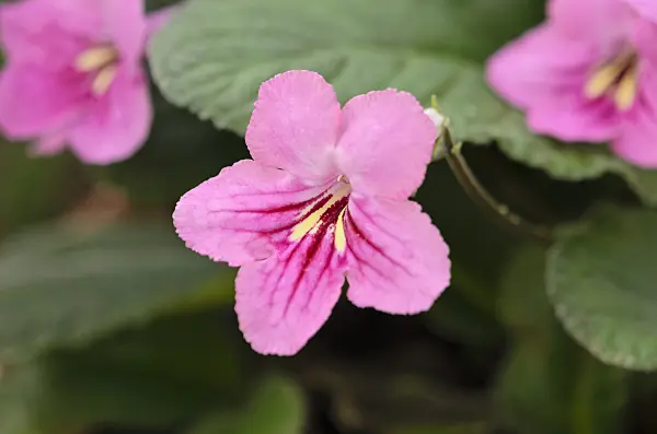 529176 - Cape primrose (Streptocarpus Jessica)
