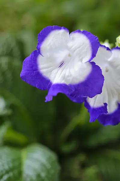 488035 - Cape primrose (Streptocarpus Roulette)
