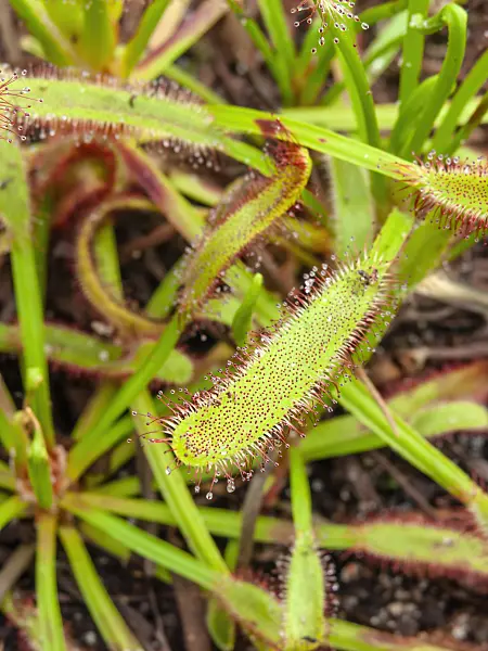 435009 - Cape sundew (Drosera capensis)