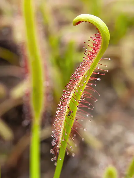 435010 - Cape sundew (Drosera capensis)