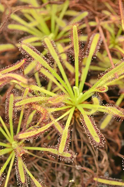 547331 - Cape sundew (Drosera capensis)