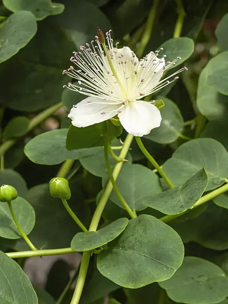 426078 - Caper plant (Capparis spinosa)