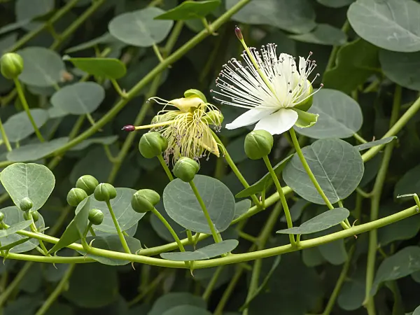 426079 - Caper plant (Capparis spinosa)