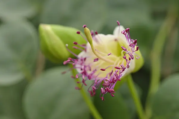 488075 - Caper plant (Capparis spinosa)