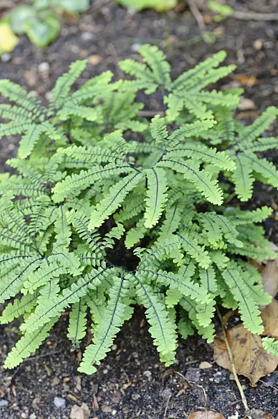 473003 - Capillaire pédalée (Adiantum pedatum 'Imbricatum')