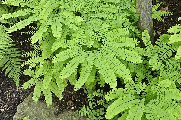 473005 - Capillaire pédalée (Adiantum pedatum var. pedatum)