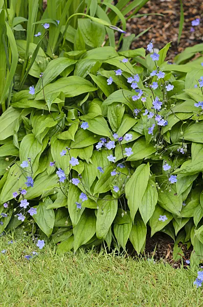 533431 - Cappadocian navelwort (Omphalodes cappadocica 'Cherry Ingram')