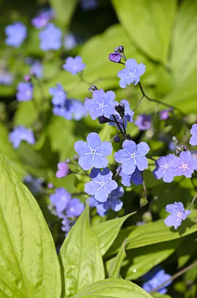 533432 - Cappadocian navelwort (Omphalodes cappadocica 'Cherry Ingram')