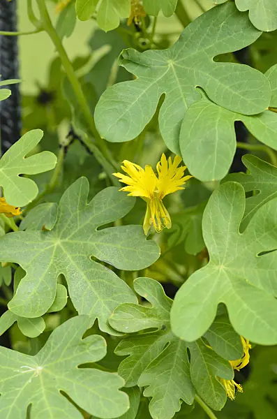 521302 - Capucine des Canaries (Tropaeolum peregrinum syn. Tropaeolum canariense)