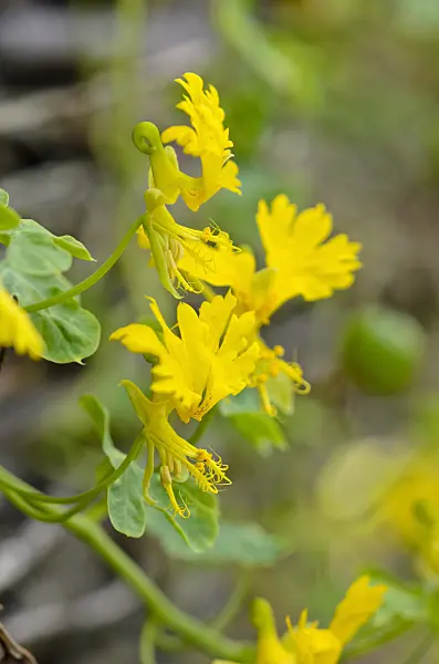 524141 - Capucine des Canaries (Tropaeolum peregrinum syn. Tropaeolum canariense)