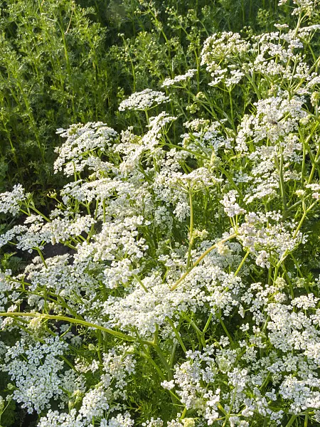 401209 - Caraway (Carum carvi)