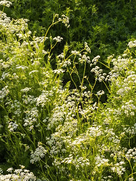 425053 - Caraway (Carum carvi)