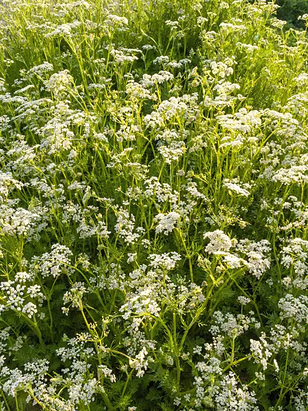 425054 - Caraway (Carum carvi)