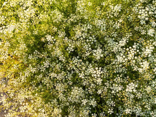 438177 - Caraway (Carum carvi)