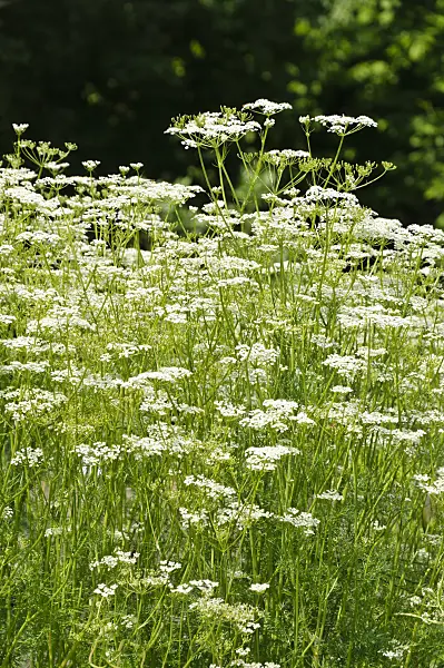 484277 - Caraway (Carum carvi)